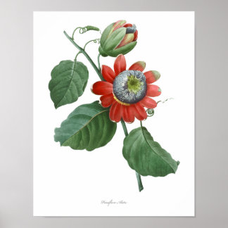 HIGHEST QUALITY Botanical print of Passiflora