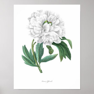 HIGHEST QUALITY Botanical print of Peony