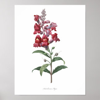 HIGHEST QUALITY Botanical print of Snapdragon