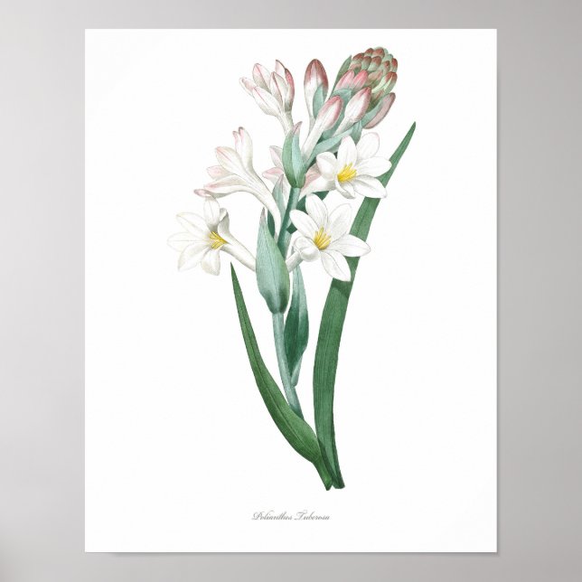 HIGHEST QUALITY Botanical print of Tuberose (Front)