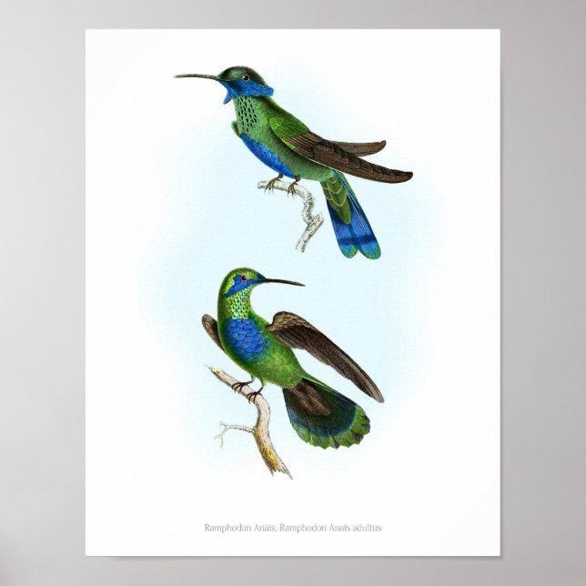 HIGHEST QUALITY poster of Trochilus Hummingbirds (Front)