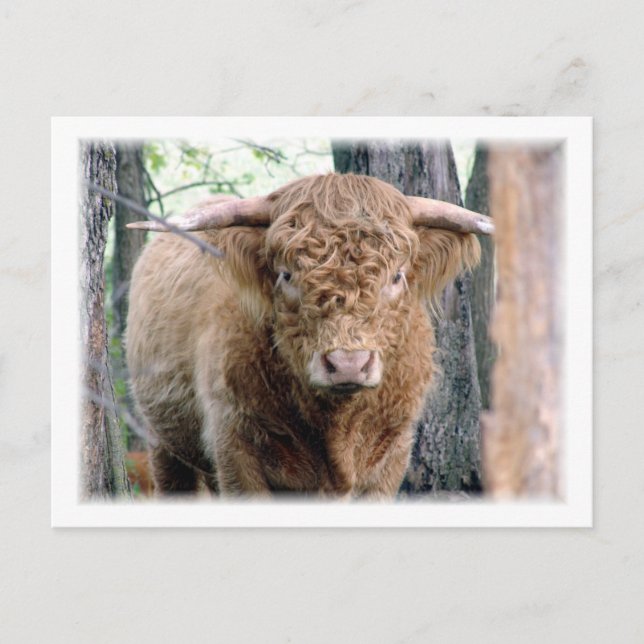 Highland Bull Postcard (Front)