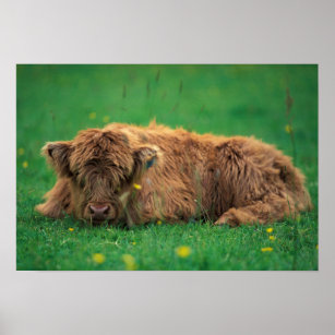 Highland Calf Resting in Grass Poster