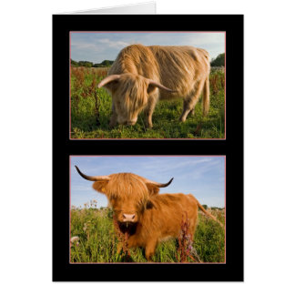 Highland Cattle