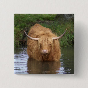 Highland Cattle 15 Cm Square Badge