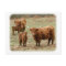 Highland Cattle 9Y316D-055