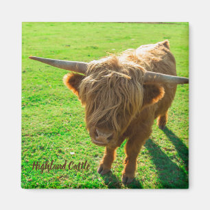 Highland cattle bovine for animal and farm lover magnet