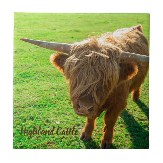 Highland cattle bovine for animal and farm lover tile (Front)