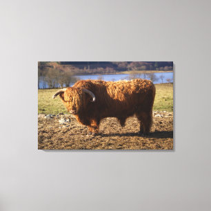 Highland Cattle Bull, Scotland Canvas Print