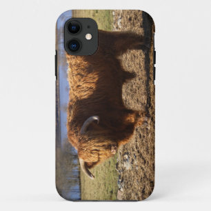 Highland Cattle Bull, Scotland Case-Mate iPhone Case