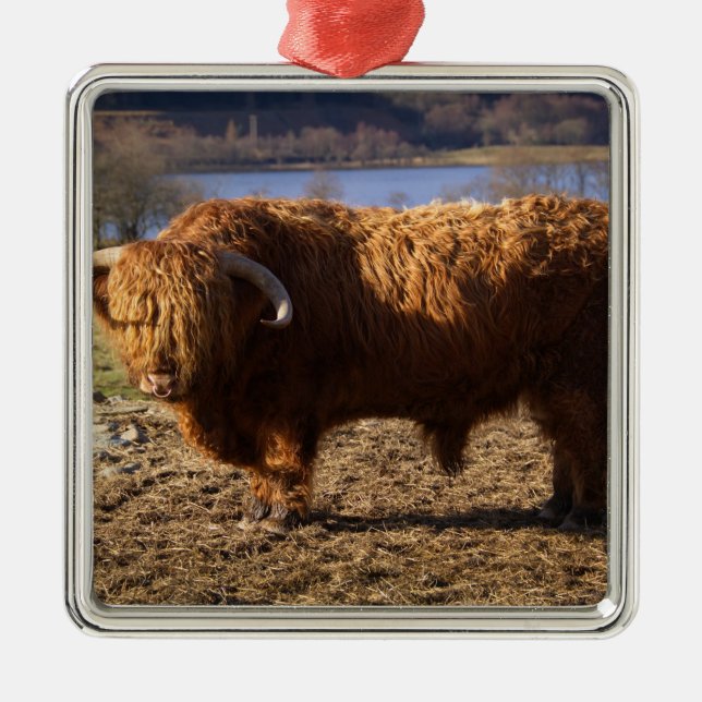 Highland Cattle Bull, Scotland Metal Tree Decoration (Front)