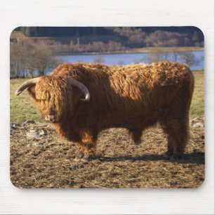 Highland Cattle Bull, Scotland Mouse Pad