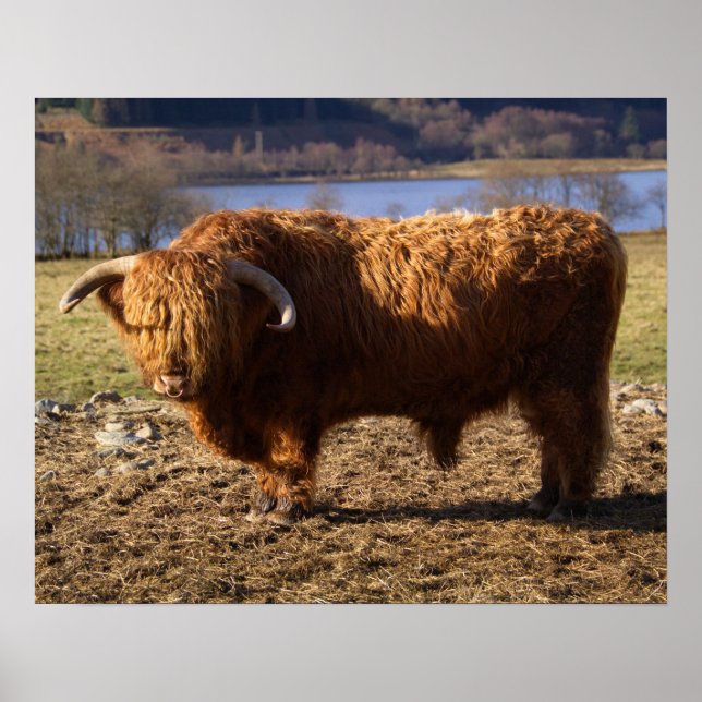 Highland Cattle Bull, Scotland Poster (Front)