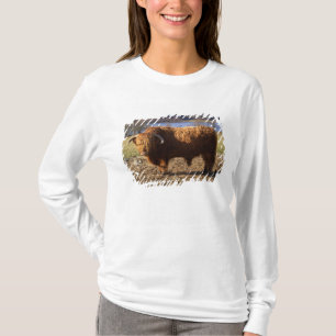 Highland Cattle Bull, Scotland T-Shirt