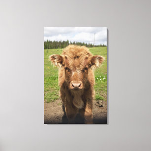 Highland Cattle calf, near Dufftown, Canvas Print