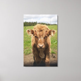 Highland Cattle calf, near Dufftown, Canvas Print