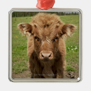 Highland Cattle calf, near Dufftown, Metal Tree Decoration