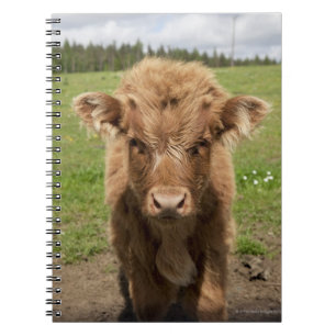 Highland Cattle calf, near Dufftown, Spiral Notebook