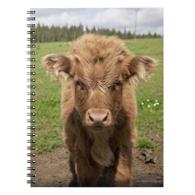 Highland Cattle calf, near Dufftown, Spiral Notebook (Front)