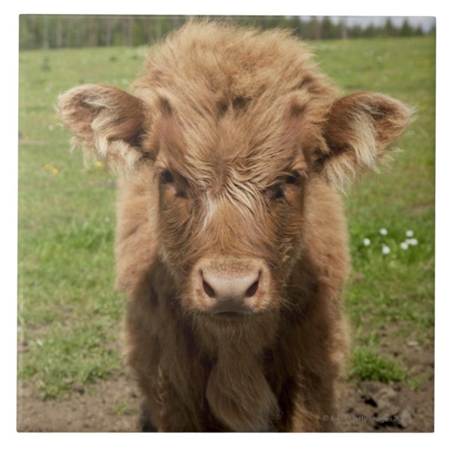 Highland Cattle calf, near Dufftown, Tile (Front)