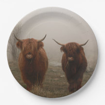 Highland Cattle Fog Photo