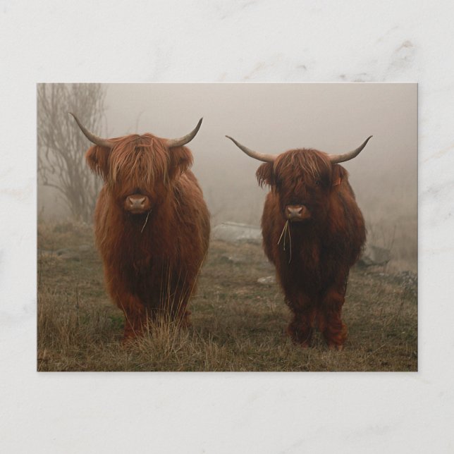 Highland Cattle Fog Photo Postcard (Front)
