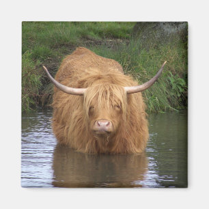Highland Cattle Magnet