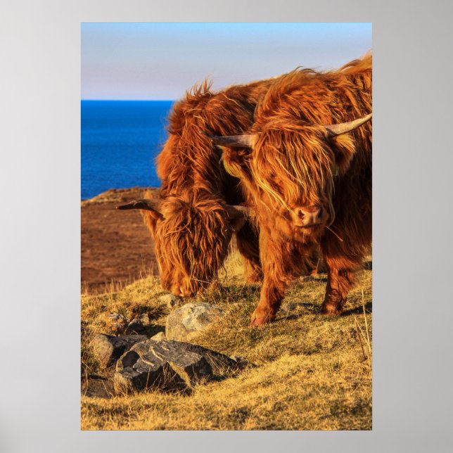 Highland Cattle Poster/Print Poster (Front)