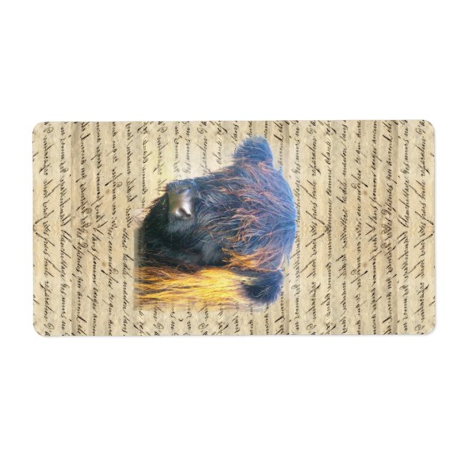 Highland cow (Front)