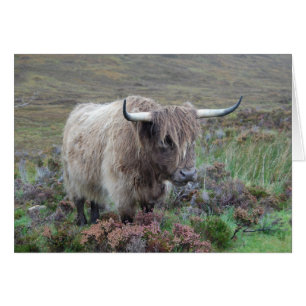 Highland cow