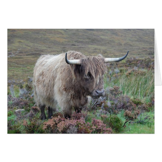 Highland cow (Front Horizontal)