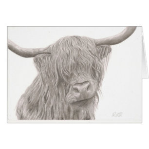 Highland Cow