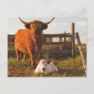 Highland cow and a calf in a field postcard
