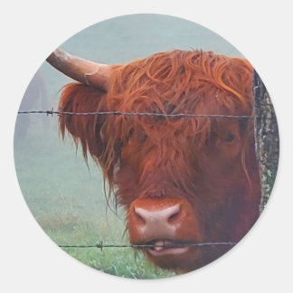 Highland Cow Biting A Wire Fence Classic Round Sticker