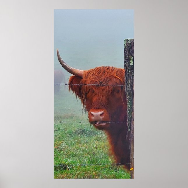 Highland Cow Biting A Wire Fence Poster (Front)