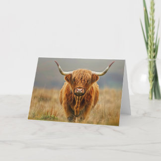 Highland Cow Blank Card