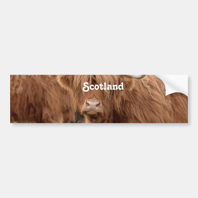Highland Cow Bumper Sticker (Front)