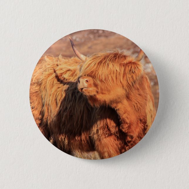Highland Cow Button Badge (Front)