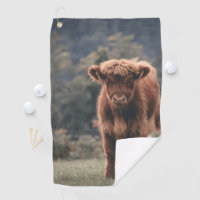 Highland cow calf autumn grass field