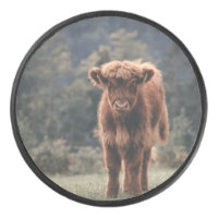 Highland cow calf autumn grass field