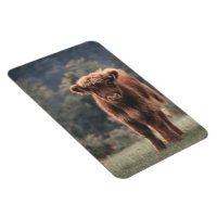 Highland cow calf autumn grass field