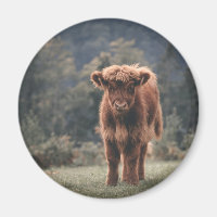 Highland cow calf autumn grass field