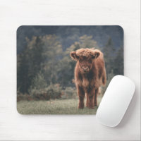 Highland cow calf autumn grass field
