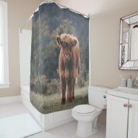 Highland cow calf autumn grass field