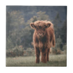 Highland cow calf autumn grass field tile<br><div class="desc">Highland cow calf autumn grass field photograph. Stunning young calf of highland Scottish cattle on an autumn grassy field with muted colours. Beautiful dark hairy orange coat contrasting with light yellow green grass and trees in bokeh in background.</div>