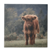 Highland cow calf autumn grass field