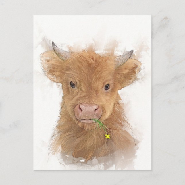 Highland Cow Calf Portrait Postcard (Front)