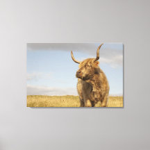 Highland Cow