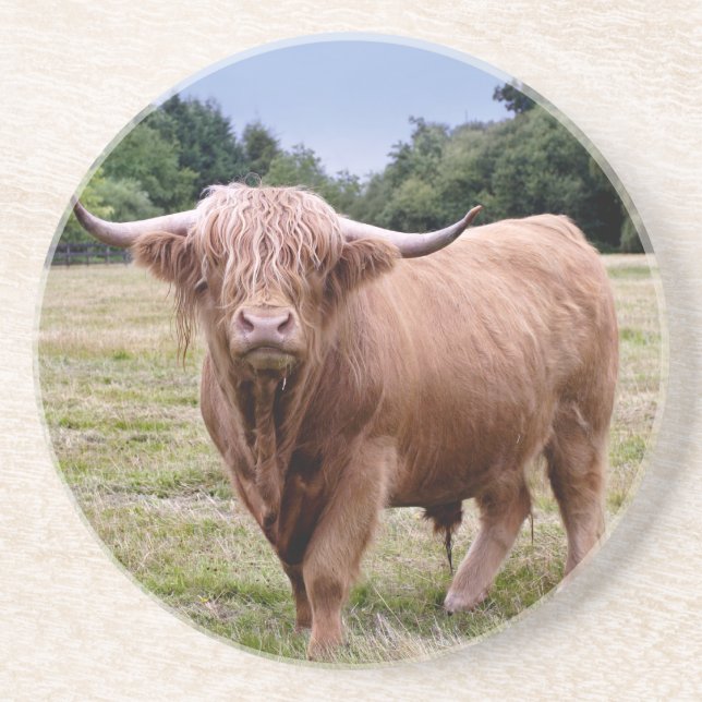 Highland Cow Coaster (Front)