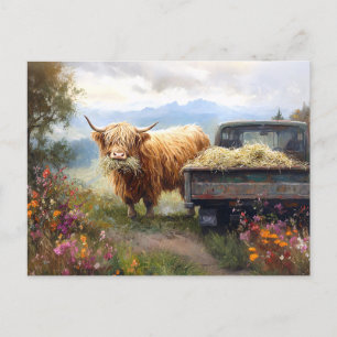 Highland Cow Eating Hay Postcard